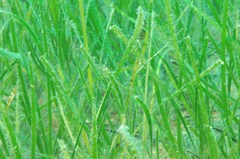 Cymodocea nodosa