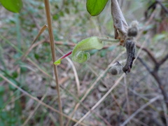 Grevillea mucronulata