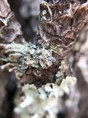 Tuckermanella fendleri