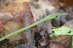 Oxybelis brevirostris