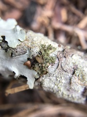 Tuckermanella fendleri