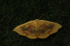 Cyclophora albiocellaria