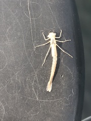 Chromagrion conditum