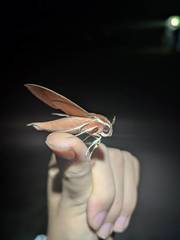 Theretra pallicosta