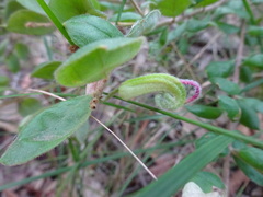 Grevillea mucronulata