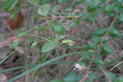 Grevillea mucronulata