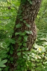 Schizopepon bryoniifolius