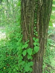 Schizopepon bryoniifolius