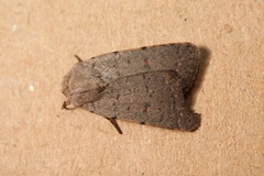 Caradrina aspersa