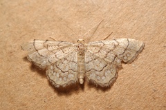 Idaea moniliata
