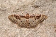 Idaea mustelata