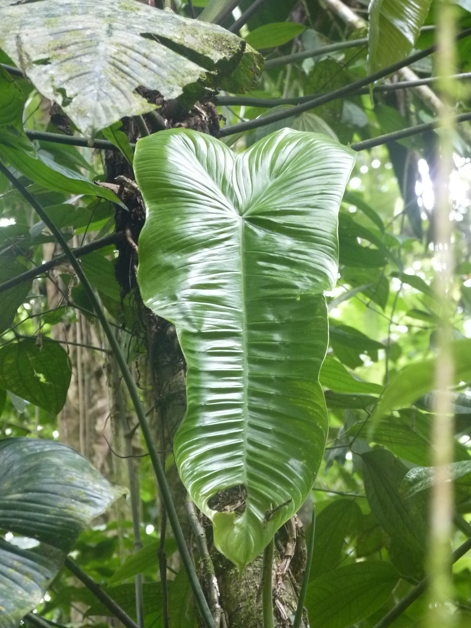 Philodendron tenue · iNaturalist Philodendron tenue · iNaturalist