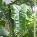 Philodendron tenue - Photo (c) Nate Hartley, some rights reserved (CC BY-NC), uploaded by Nate Hartley