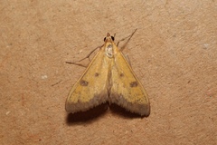 Mecyna trinalis