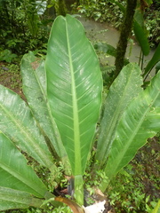 Philodendron wendlandii
