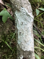 Phlyctis boliviensis