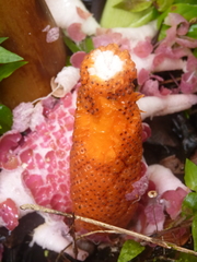 Philodendron wendlandii