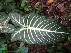 Caladium lindenii