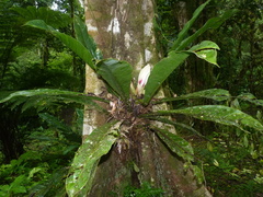 Philodendron wendlandii