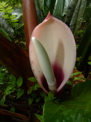 Philodendron wendlandii