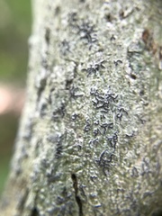 Leiorreuma explicans