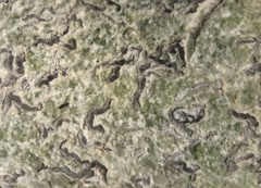 Leiorreuma explicans