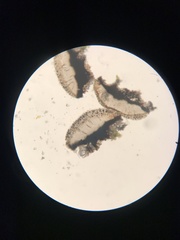 Leiorreuma explicans