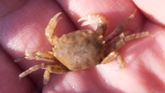 Brachynotus sexdentatus