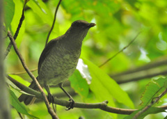 Turdus olivaceofuscus