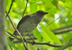 Turdus olivaceofuscus
