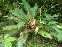Philodendron wendlandii