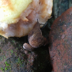 Cryptaustenia