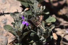 Hesperopsis alpheus