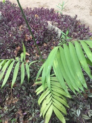 Chamaedorea atrovirens
