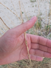 Thinopyrum elongatum