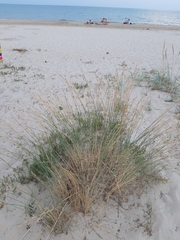 Thinopyrum elongatum