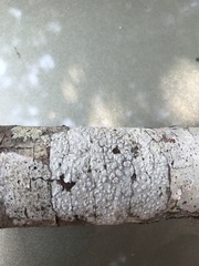 Pertusaria subpertusa