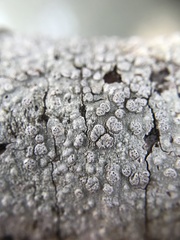 Pertusaria subpertusa