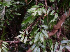 Lygodium reticulatum