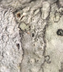 Pertusaria pustulata