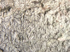 Graphis furcata