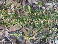 Styphelia mutica