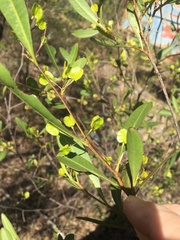 Dodonaea lanceolata