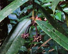 Austromatthaea elegans