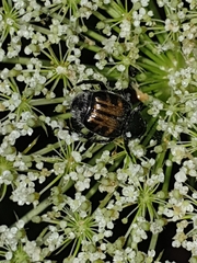 Trichiotinus affinis