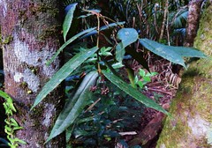 Austromatthaea elegans