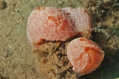 Aplidium elegans