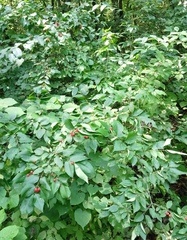 Lonicera tatarica