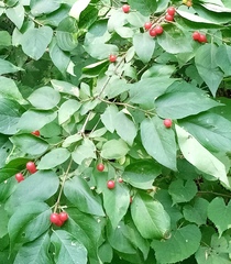 Lonicera tatarica