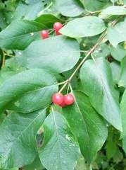 Lonicera tatarica